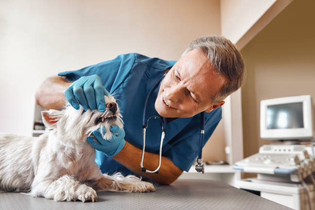 Best 24-Hour Emergency Dentist in Caro, MI